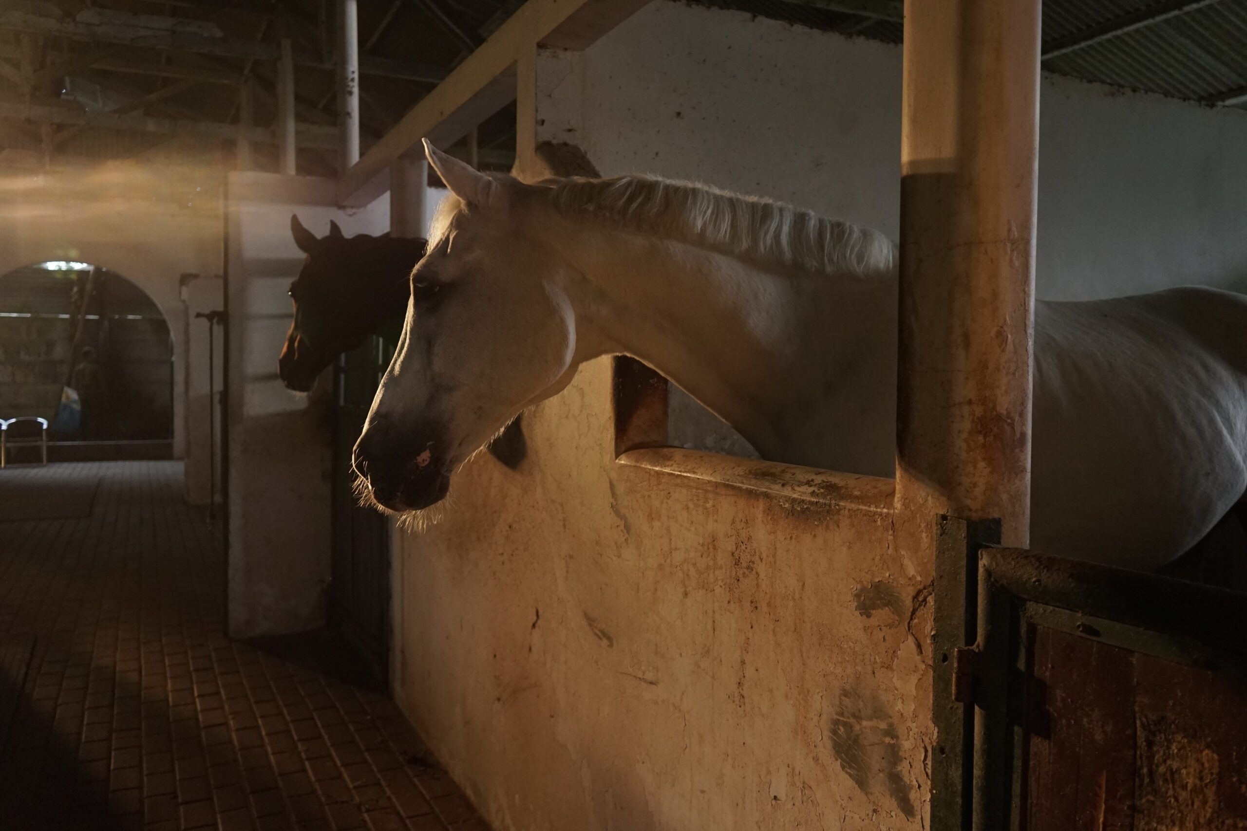 Why Rubber Horse Flooring Is the Best Choice for Modern Stables
